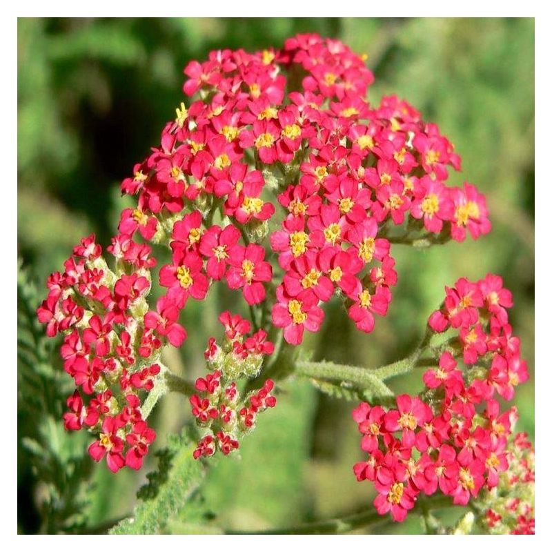 Achillea millefolium 'The Beacon' - Fanal Yarrow