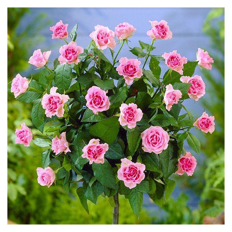 PAIR of mini Standard BABY PINK Flowering PATIO Rose Trees