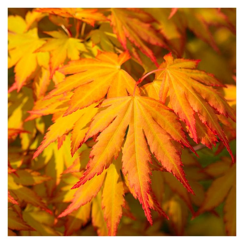 Acer palmatum Cascade Gold - Golden Foliage Weeping Waterfall Japanese ...