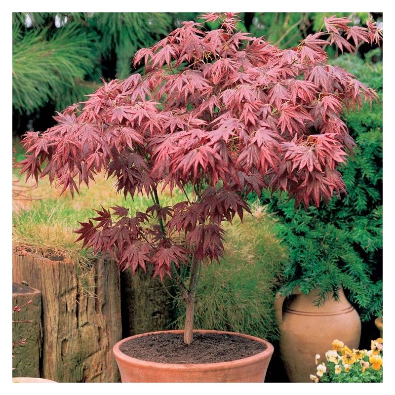 Acer palmatum atropurpureum - Purple Japanese Maple