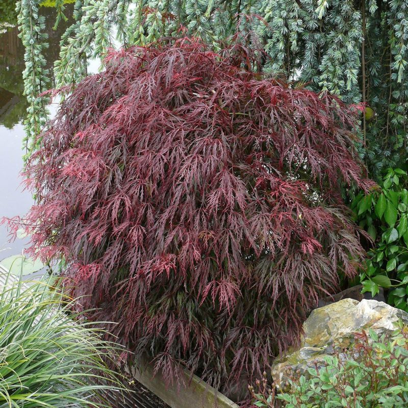 Acer palmatum Red Feathers