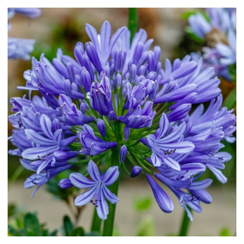 Agapanthus umbellatus GIANT BLUE - Lily of the Nile Plants - Giant ...