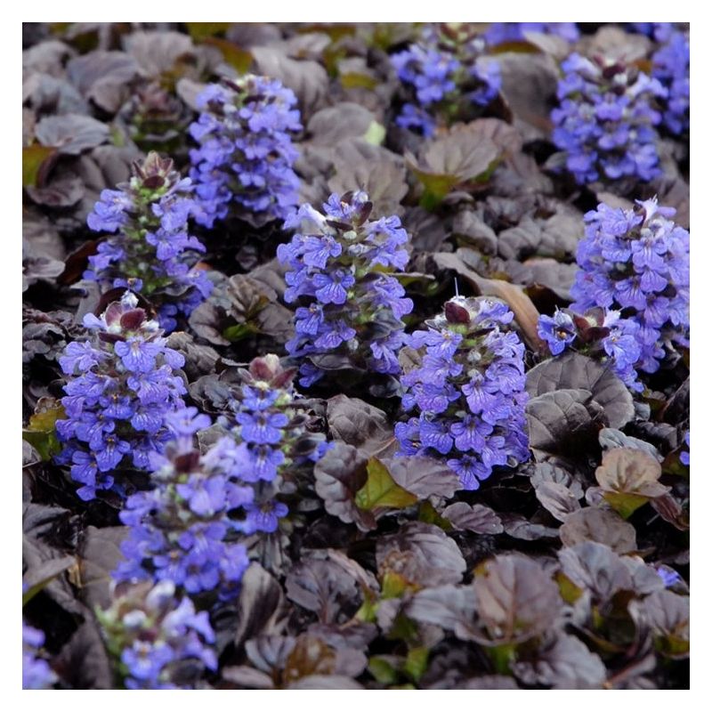 Ajuga reptans Black Scallop - Bugle