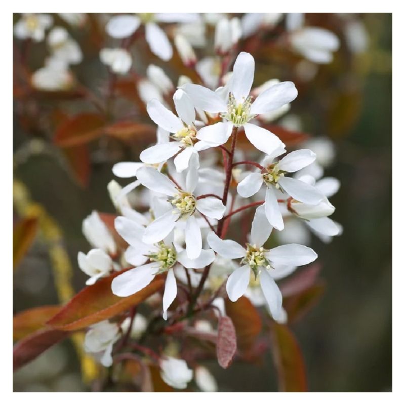 Amelanchier canadensis Glennform