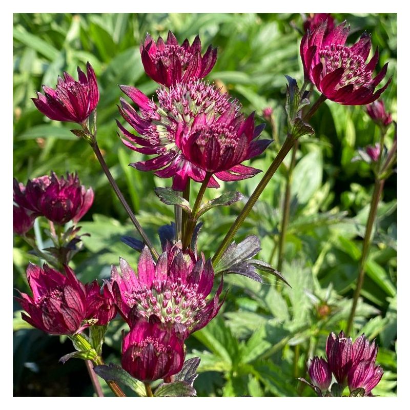 Astrantia major Burgundy Manor - Masterwort