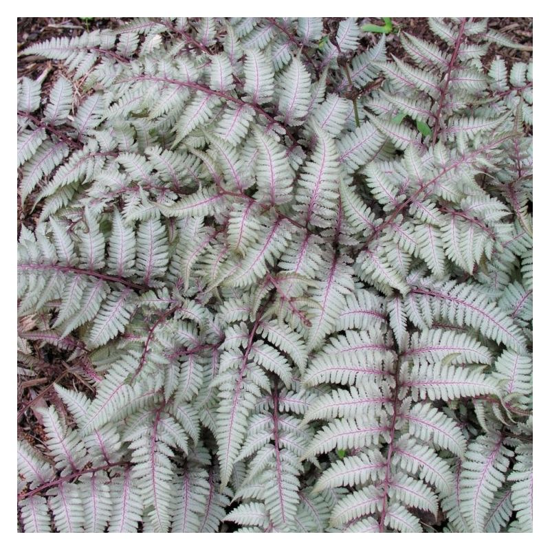 Athyrium niponicum pictum 'Silver Falls' - Painted Lady Fern