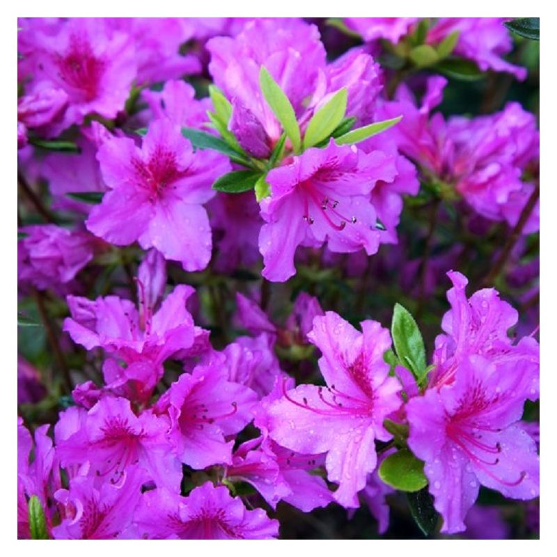 Azalea japonica 'Blue Danube' - Evergreen Japanese Azalea - Pack of ...