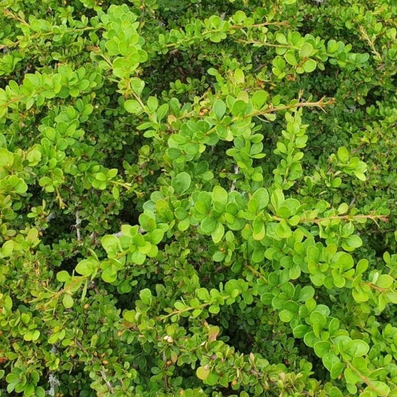 Berberis thunbergii - Japanese Barberry