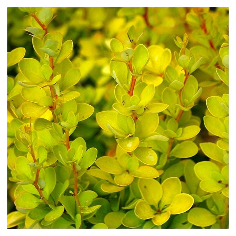 Berberis thunbergii Aurea - Golden Barberry