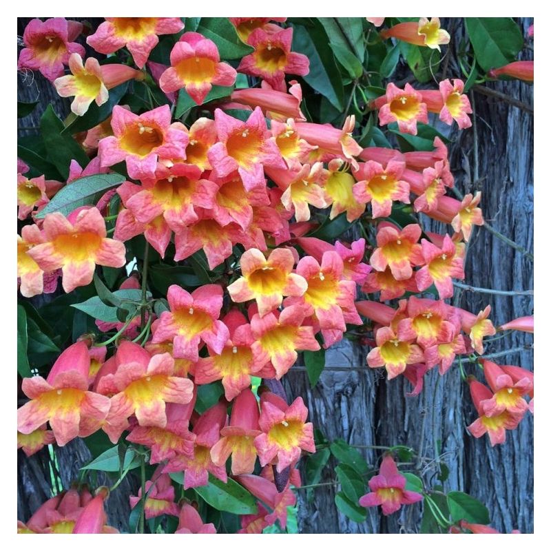 Bignonia capreolata Tangerine Beauty - Crossvine - circa 140-160cm