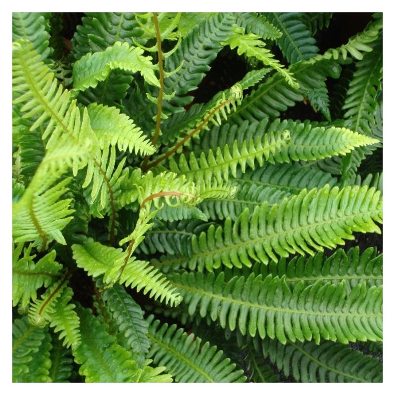 Blechnum spicant - Hard Fern