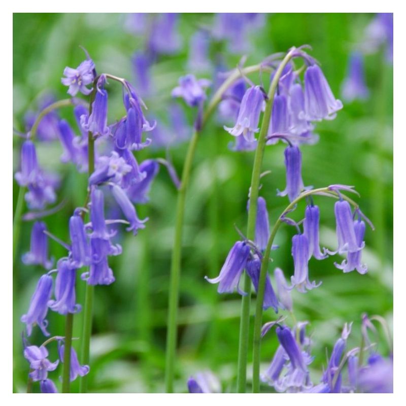 English Bluebells - Hyacinthoides Non-scripta