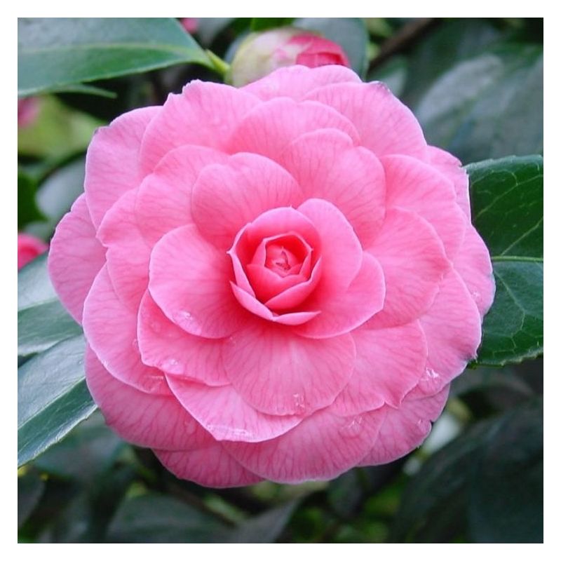 Camellia japonica Pink Perfection - Double Pink Evergreen Camellia