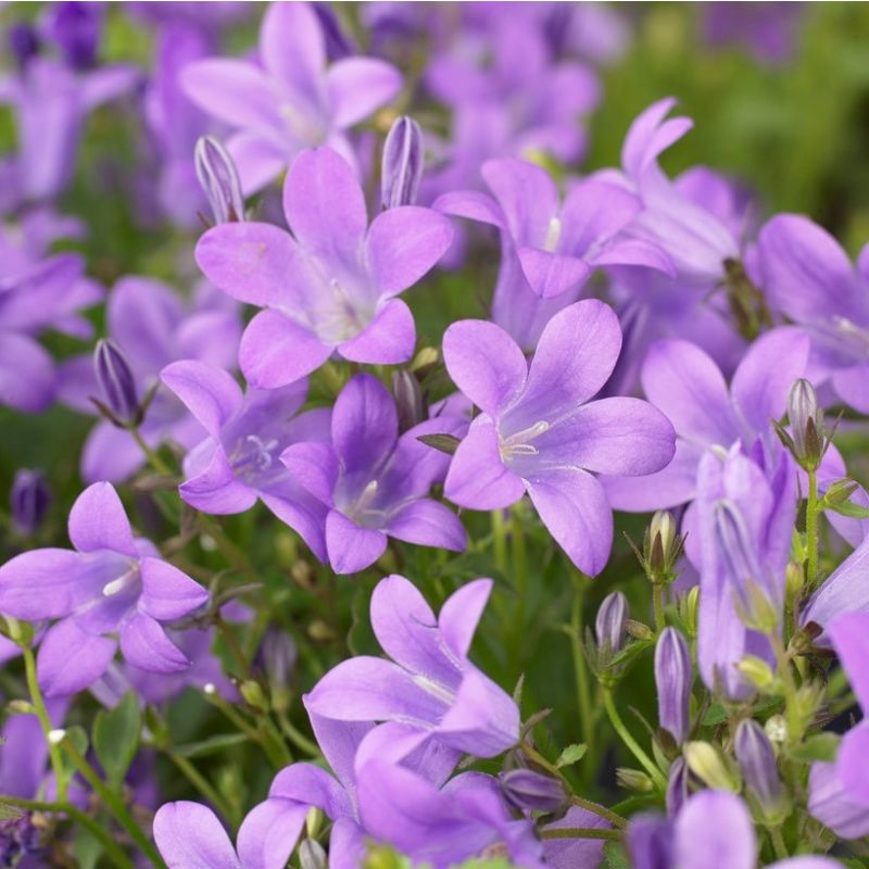 Campanula portenschlagiana 'Catharina' in Bud & Bloom