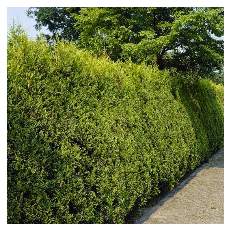 Gold Leylandii - Castlewellan Gold Leyland Cypress - Cuprocyparis ...