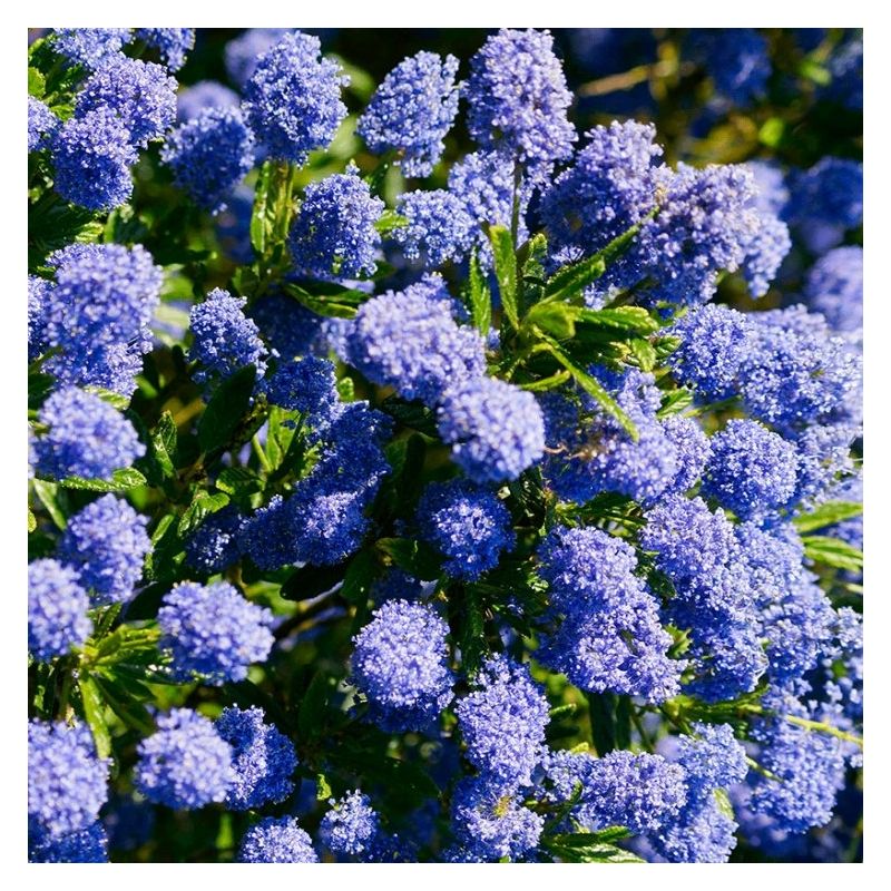 Ceanothus 'Cynthia Postan' - Large Plant