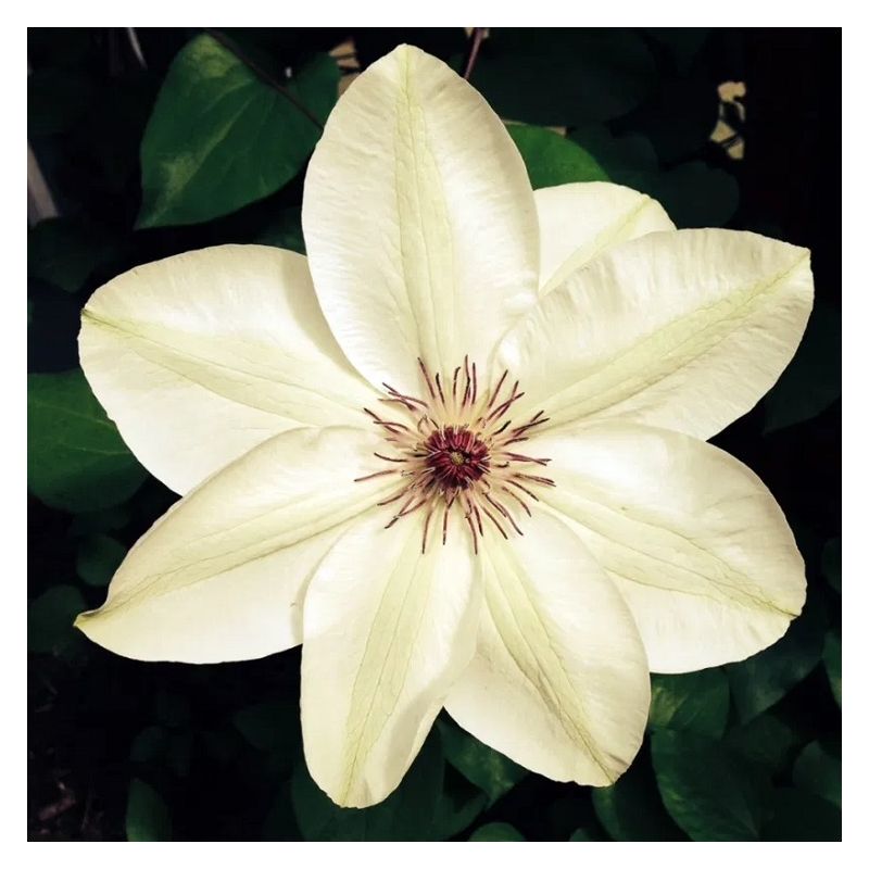 Clematis Esther