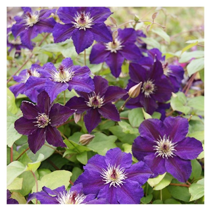 Clematis Happy Birthday