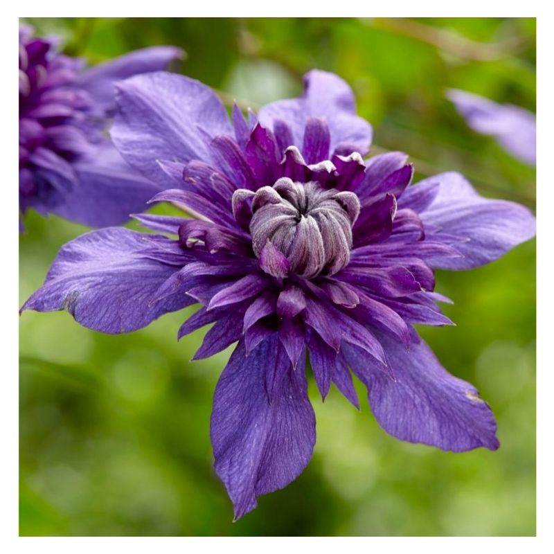 Clematis florida 'Kokonoe'