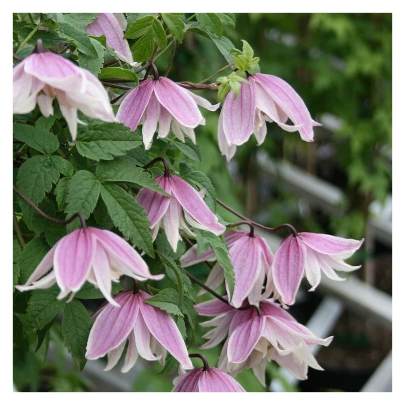 Clematis koreana Propertius