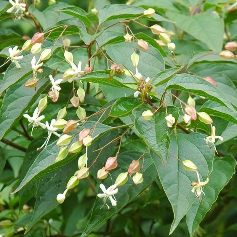 Clerodendrum trichotomum Shiro