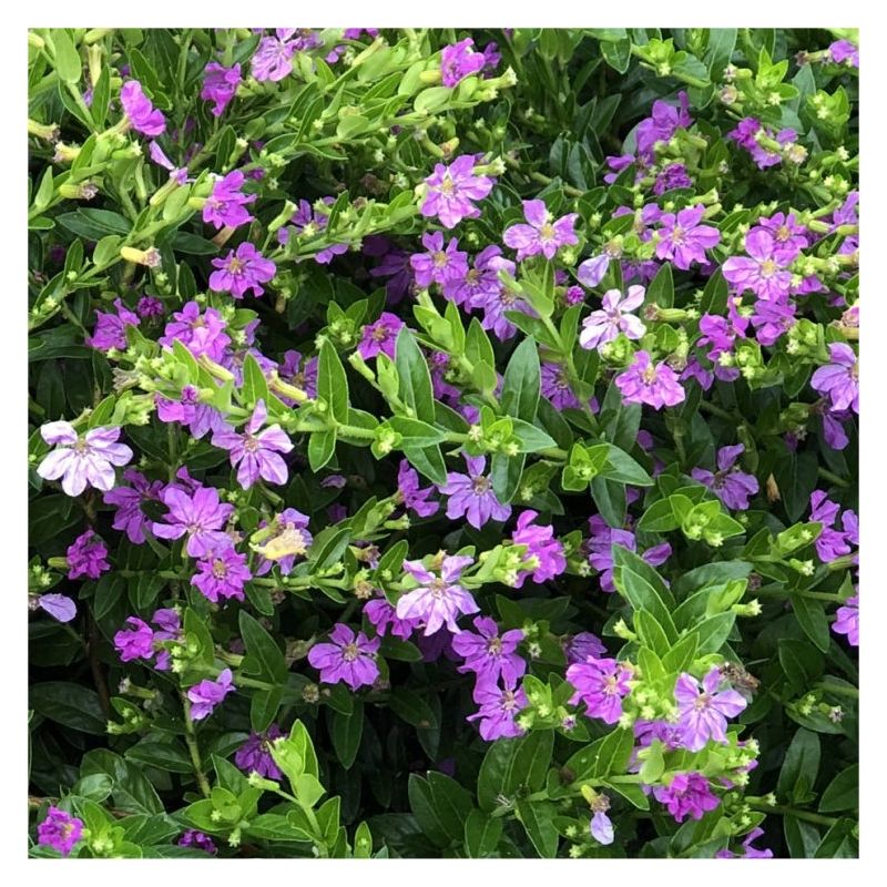 Mexican Heather - Cuphea Hyssopifolia - Dwarf Evergreen Flowering Shrub