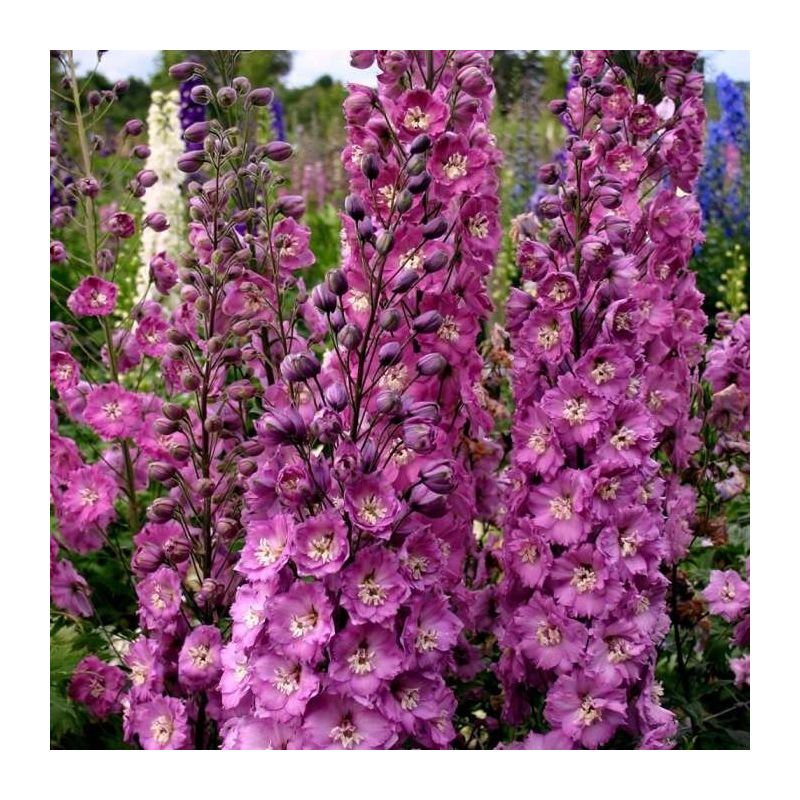 Delphinium Millennium Sweethearts