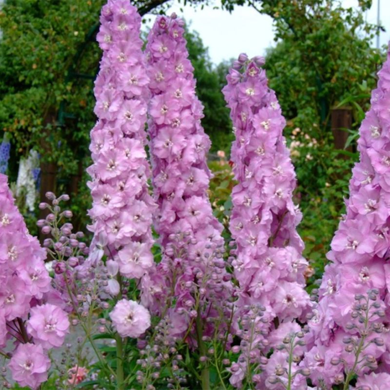 Delphinium Millennium Pink Princess