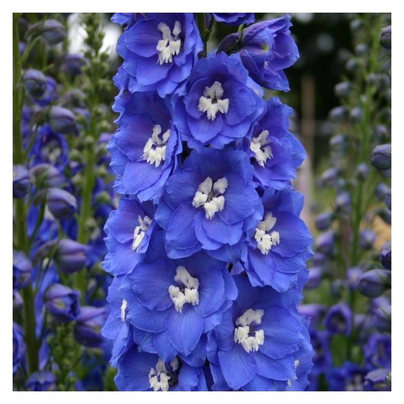 Delphinium Summer Skies - Pacific Giant Delphinium