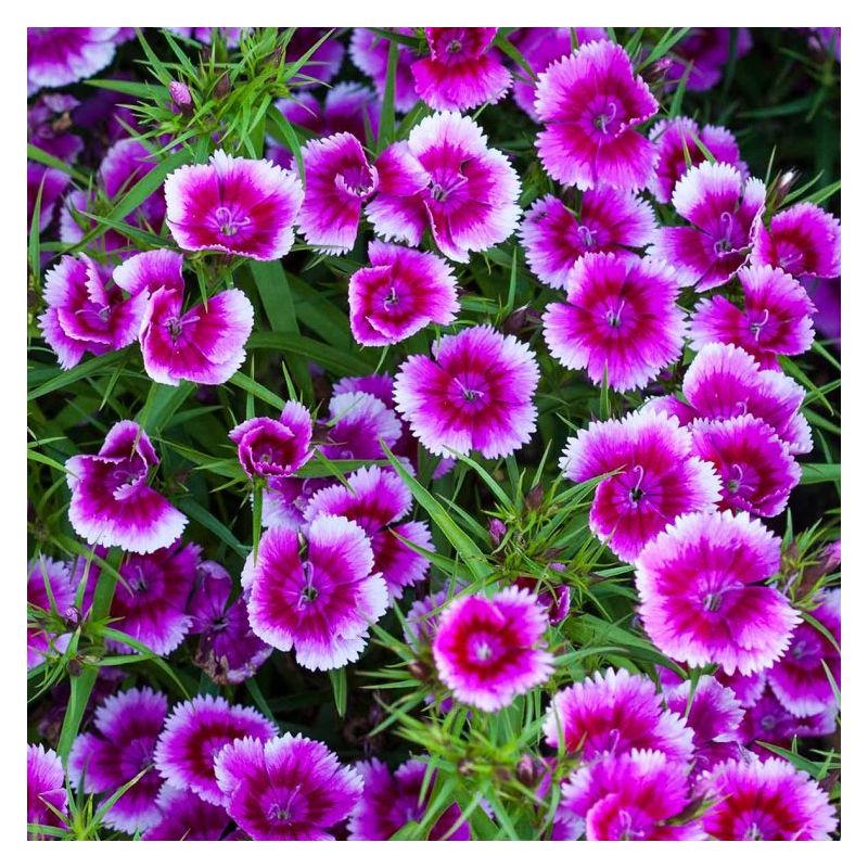 Dianthus Festival Violet - In Bud & Bloom