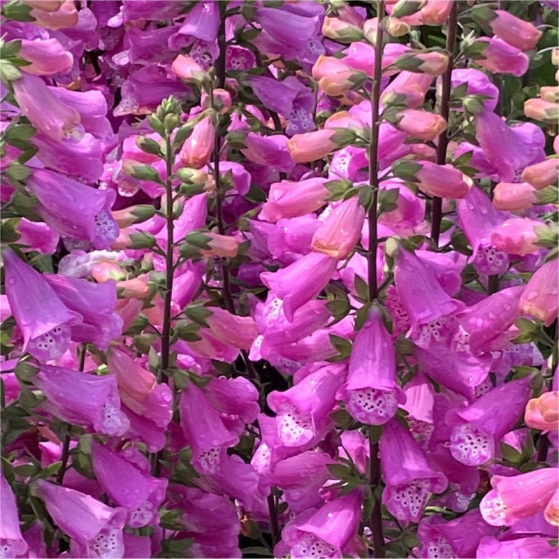 Digitalis Lucas - Foxglove