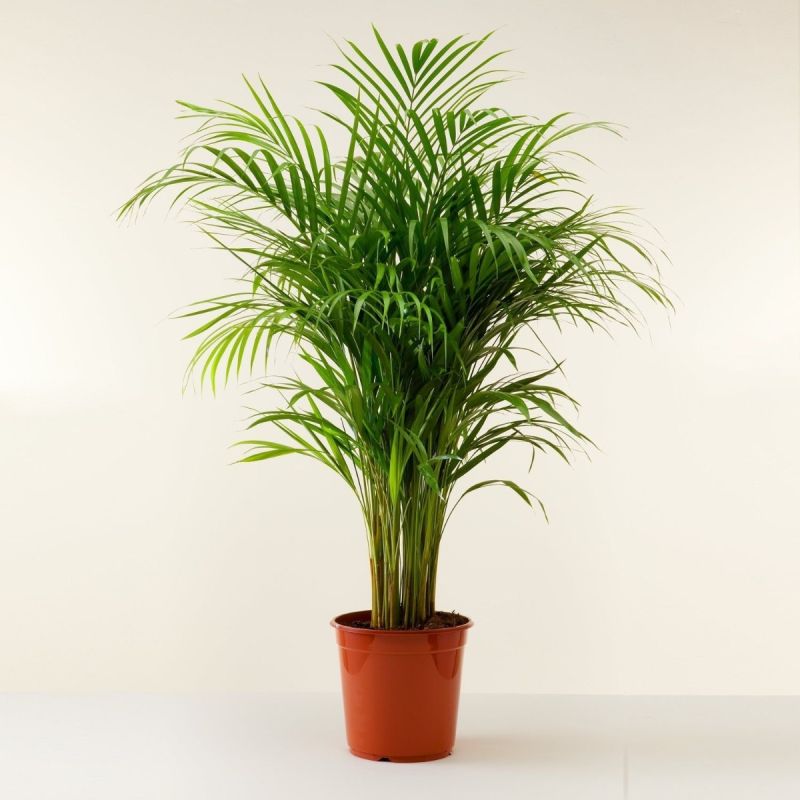 Dypsis Areca Parlour Palm - Perfect Palm for indoors - 60-80cm