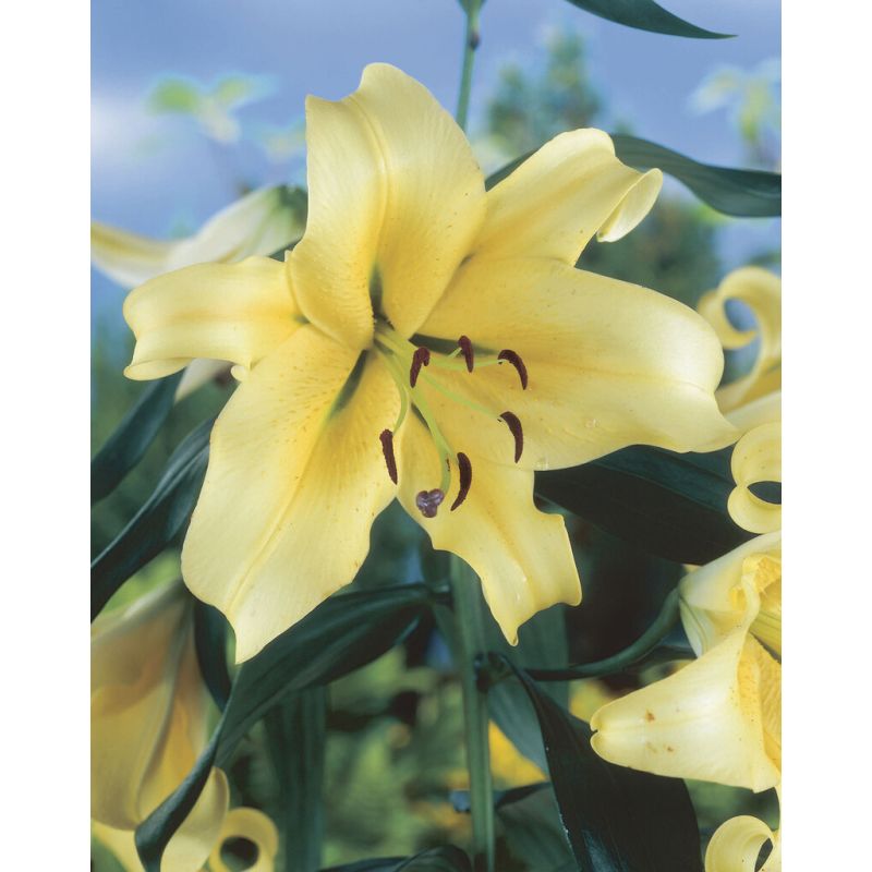 Lilium Tower Honeymoon - Pack of 3