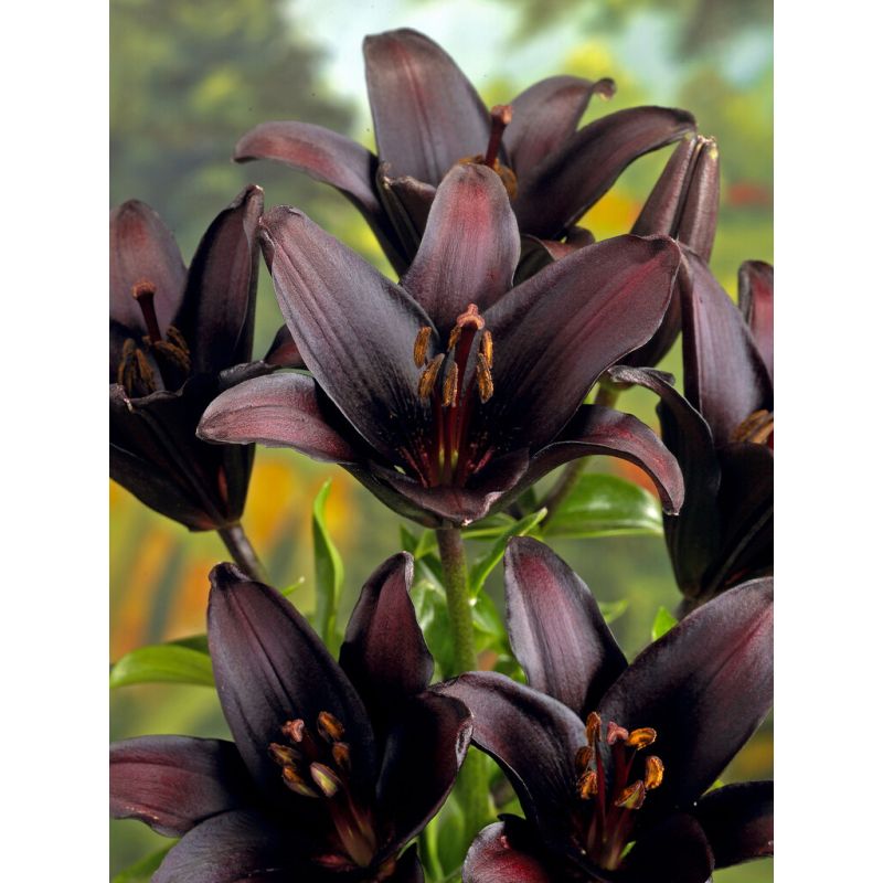 Lilium Landini - Pack of Two