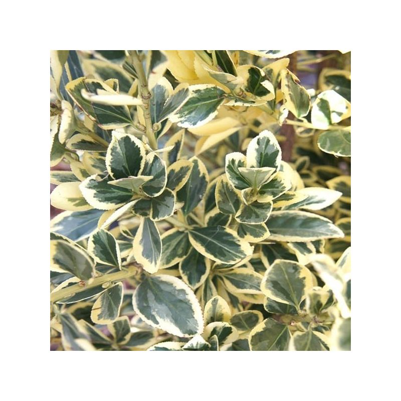 Euonymus japonica Bravo - Variegated Evergreen - LARGE BUSHY SPECIMEN