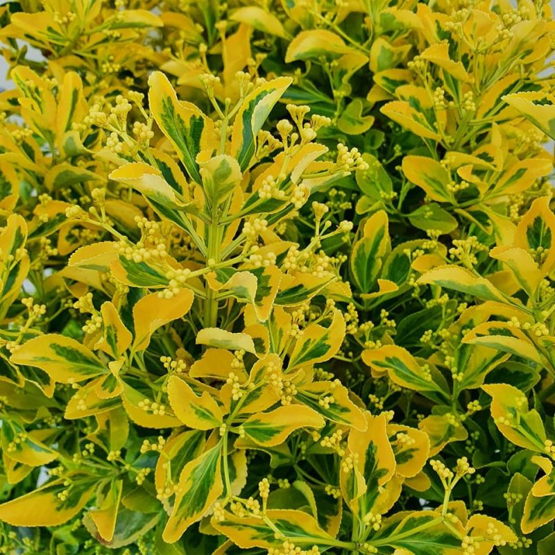 Euonymus japonica Elegantissimus Aureus - LARGE BUSH