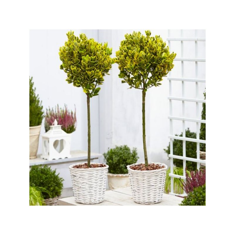 Pair of Euonymus ovatus Aureus - Evergreen Golden Variegated Standard ...