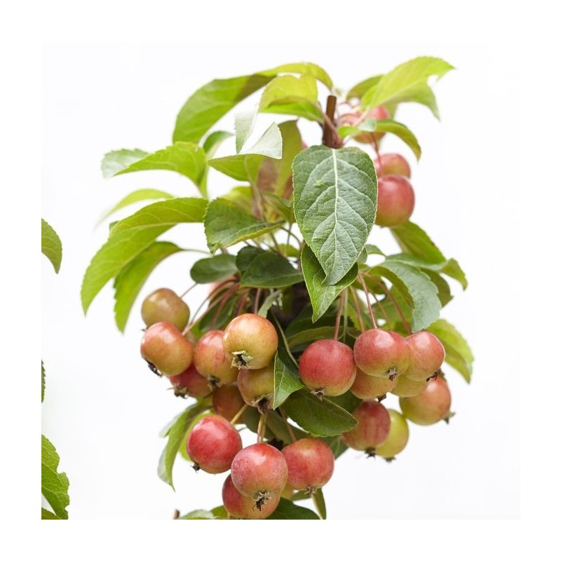 Malus Evereste - Crab Apple - Circa 100cm Tree