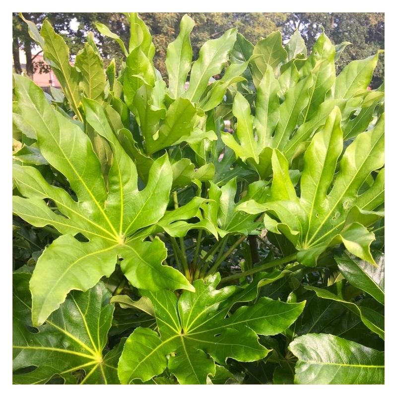 LARGE Fatsia Japonica - Japanese Aralia Plants - circa 80-110cms