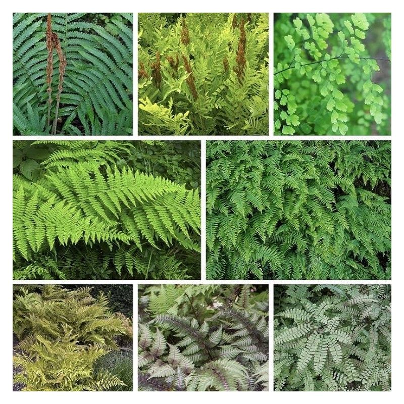 Fantastic Fern Plant Collection - FIVE Different Ferns in Assorted ...