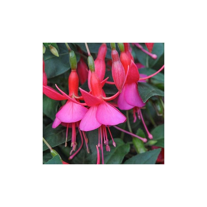 Hardy Fuchsia 'Display'