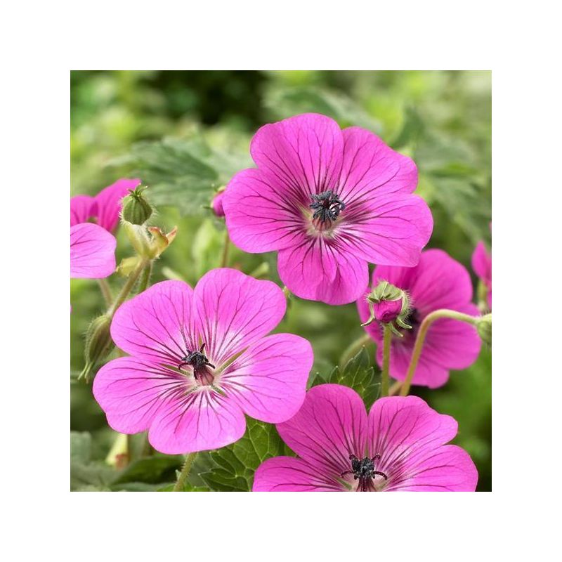 Geranium Modern Classics Pink Penny