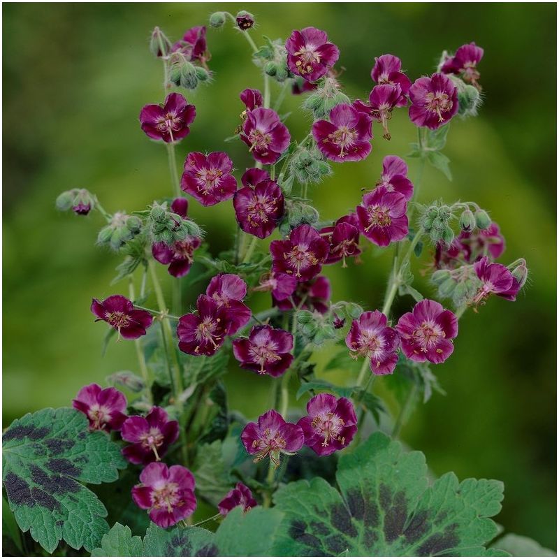 Geranium Phaeum