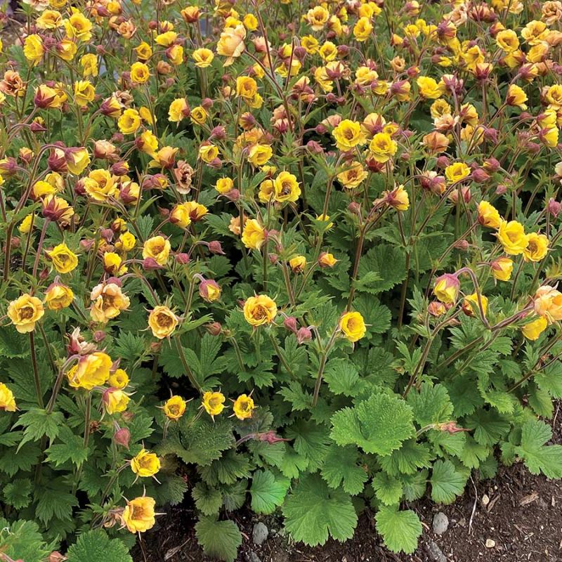 Geum Tempo Yellow