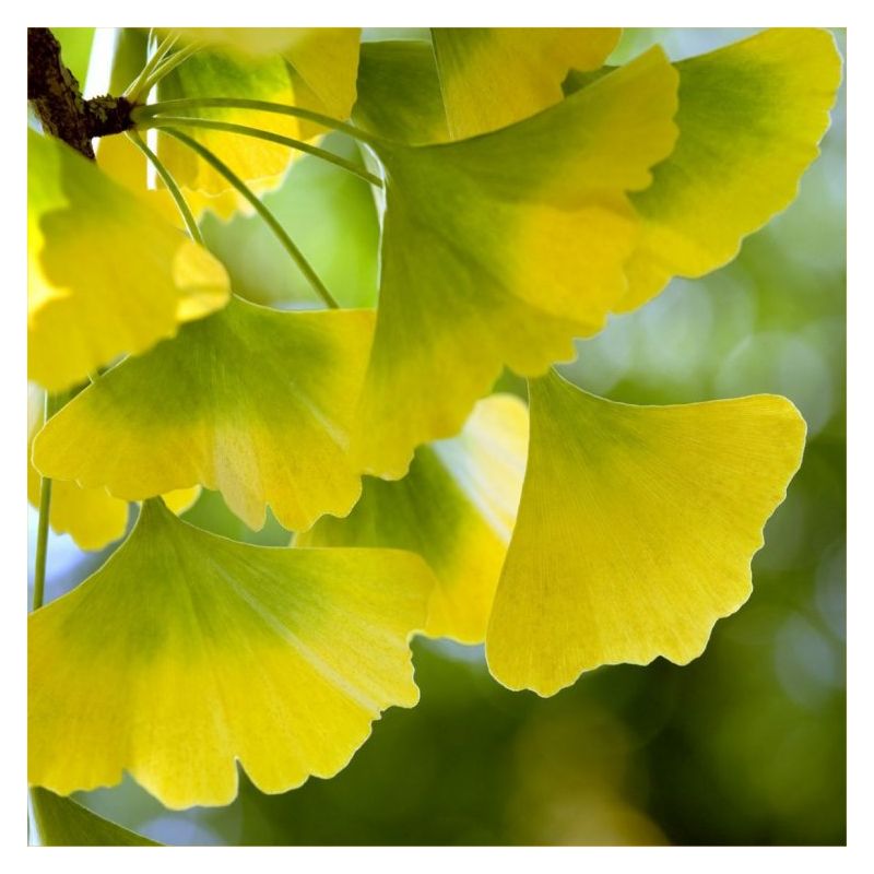 Ginkgo biloba - Maiden Hair Tree - Stunning Autumn Colour