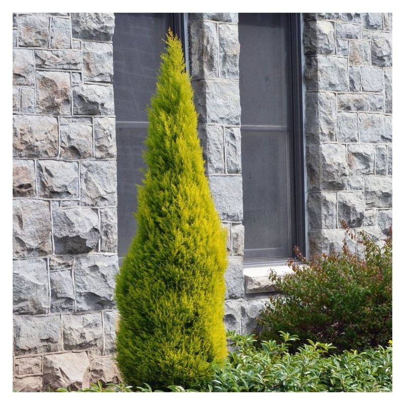 Lemon Scented Monterey Cypress Goldcrest - LARGE 100cms