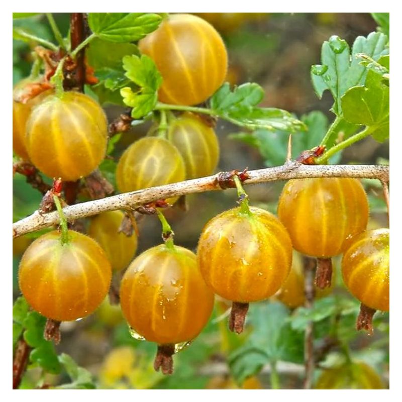 Gooseberry Plants - Ribes uva-crispa Hinnonmaki YELLOW