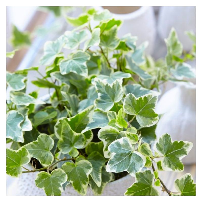 Trailing Variegated Ivy - Pack of FIVE Hedera Plants