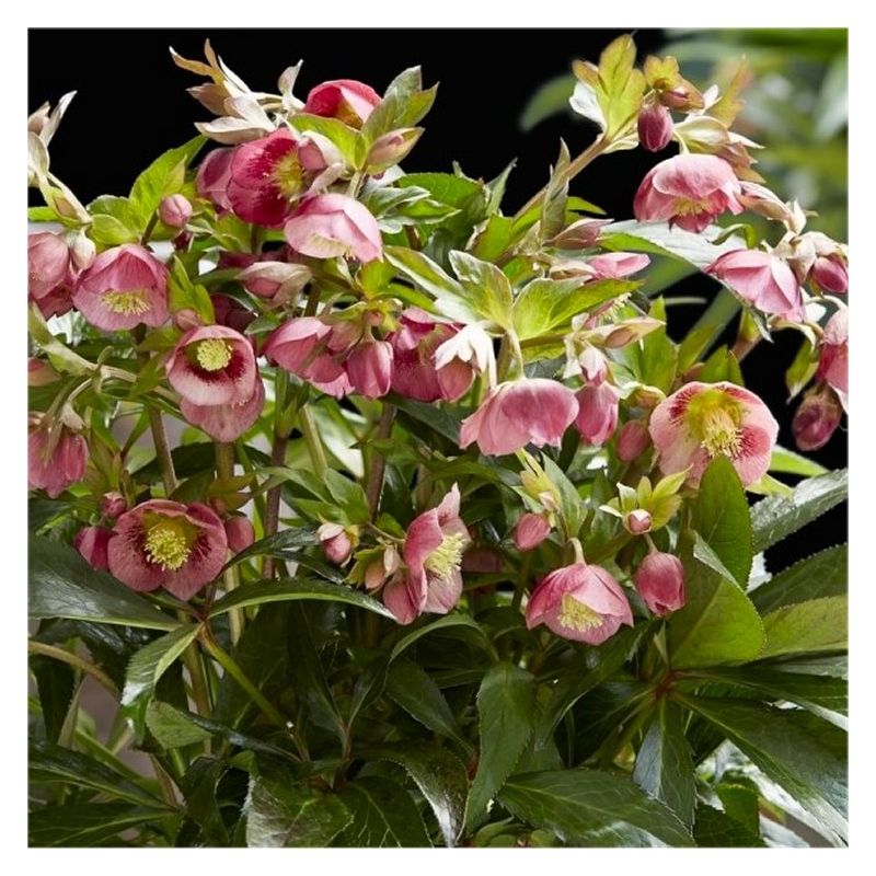 Helleborus x hybridus 'Decaya Pink' - Oriental Hellebore in Bud & Bloom