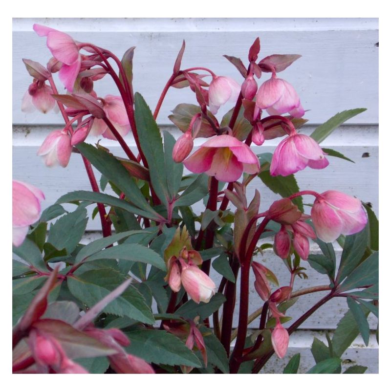 Winter Bells Helleborus - Hellebore Plant in Bud & Bloom